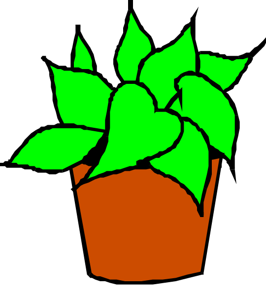 The image shows a potted plant with green leaves on top of it inside an orange pot against a black background.