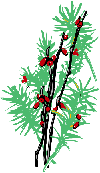 The image shows a stylized illustration of red berries on green branches with pine needles against a black background.