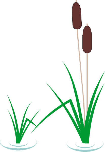 The image shows a simple illustration of two plants with roots submerged under water: on the left is an upright plant resembling cattails; to its right stands another similar but taller plant, both set against a dark background that suggests nighttime or deep shade.