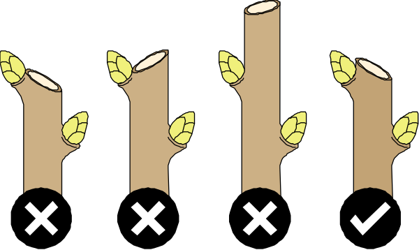 The image shows a sequence of five tree trunks with varying numbers of leaves on them from left to right: 0, 1, 2, 3, and 4 green leafy branches growing outwardly atop each respective trunk. Each number is represented by an X symbol placed next to the corresponding branch count. The background appears plain white without any additional context or setting provided in this clip-art image. There are no people, animals, actions depicted here; it's a simple representation of tree growth and leaf counts over time.