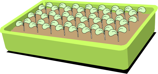 The image shows a green tray with several seedlings sprouting from it on top of what appears to be soil, placed next to an empty yellow container that is also filled with dirt but has no plants growing in it yet.