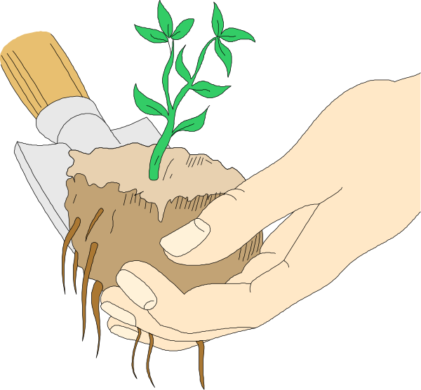 The images show a hand holding soil with plant roots exposed on top of which is growing an emerging green shoot sprouting from it; in one image there's also a small watering can pouring liquid onto the root system, and below that another shows hands gently placing dirt around the base to create a pot.