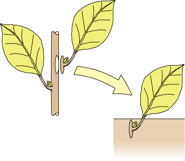 The image shows a simple illustration of two leaves attached to branches with clothespins on either side of them against a white background.