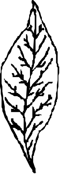 The black and white image shows a leaf design with two different styles of leaves on either side; it is set against a gray background.
