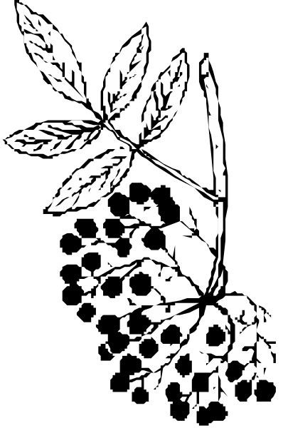 The black and white illustration shows a plant with leaves on it against an unidentified background.