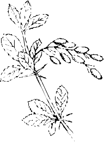 The black and white photo shows a collection of leaves with varying shapes on what appears to be an outdoor surface at nighttime.