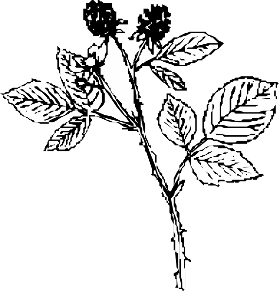 The black and white images show a rose with leaves on it from two different angles: front view (left) and side profile view (right).