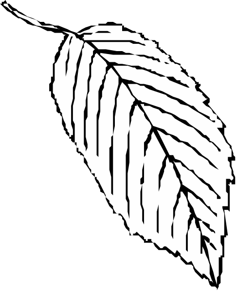 The black and white illustration shows a single leaf with veins prominently displayed against an untextured background.