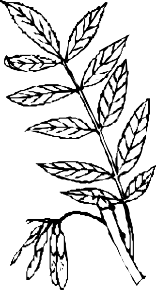 The black and white photo shows a wheat stalk with leaves on it against an indistinct background.