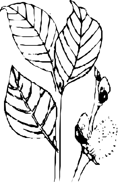 The black and white logo features a stylized leaf design with two leaves overlapping each other on either side of an abstract shape that could be interpreted as a bird in flight above them.