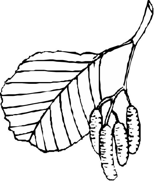 The black and white illustration shows a leaf with three buds on it against an unseen background.