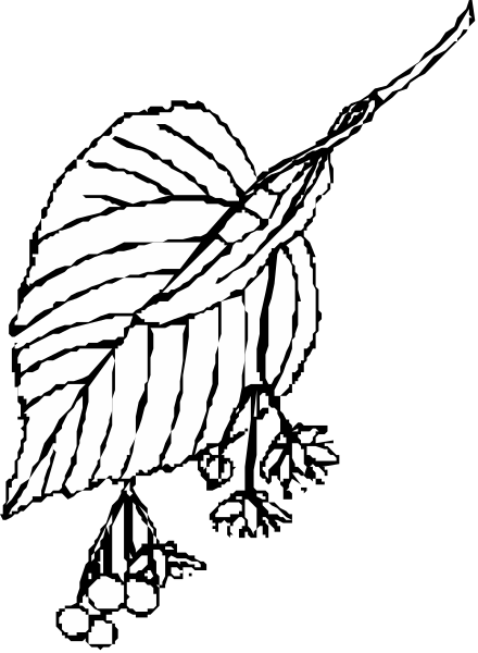 The black and white illustration features a leaf with berries on it at its base, set against an unseen background that is darker than the image itself.