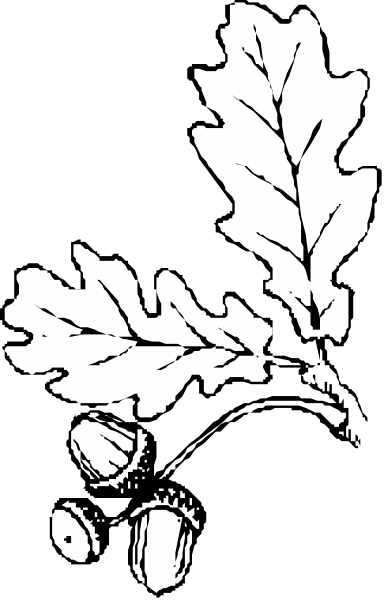 The black and white illustration features a leafy branch with oak leaves at its center on top of an acorn-like object that has two nuts attached to it; below this is another smaller image showing three more similar objects, each containing one nut within them.