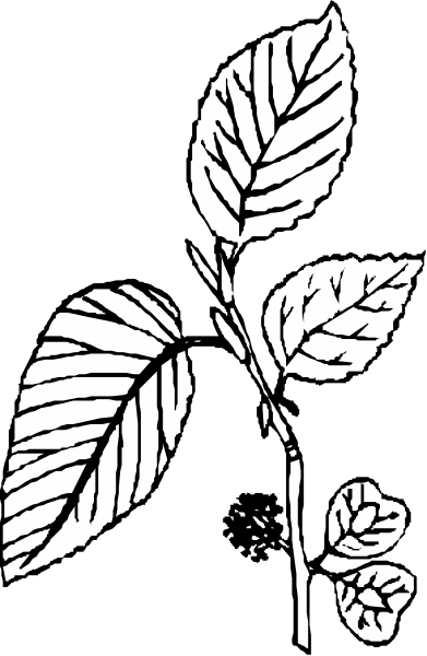The black and white photo shows a single leaf with veins on it against an indistinct background.