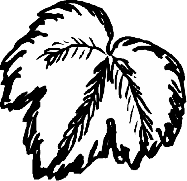 The black and white illustration shows a single leaf with veins prominently displayed against an untextured background.