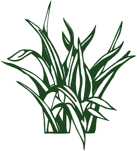 The black and white illustration shows a bunch of tall green grass with long leaves on top against a dark background.