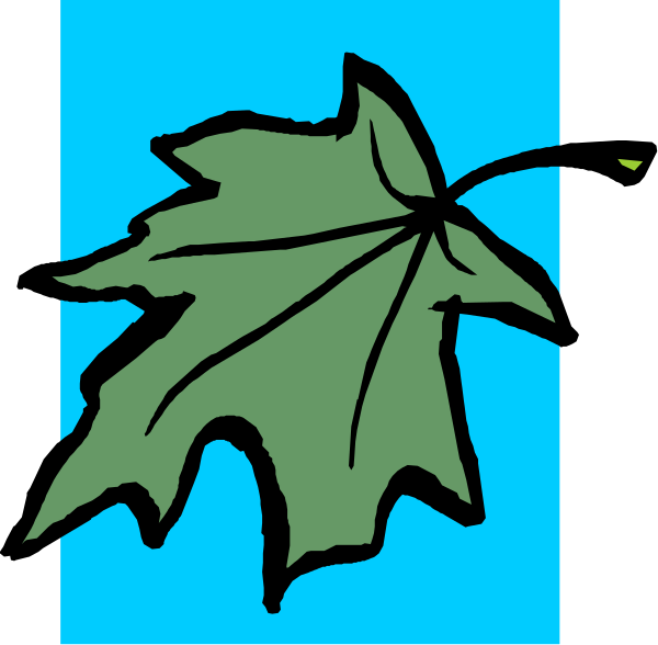The image shows a single leaf with veins against a blue background on the left side of an otherwise black frame.