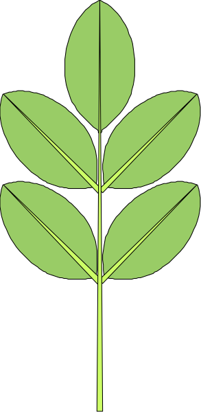 The image shows a green leaf on top of another green leaf with black background.