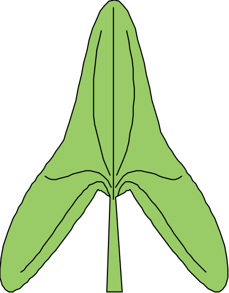The image shows a single leaf with five distinct lobes on it against a black background.