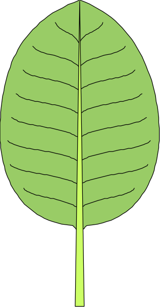 The image shows a single leaf with veins outlined against a black background on what appears to be an electronic display screen.