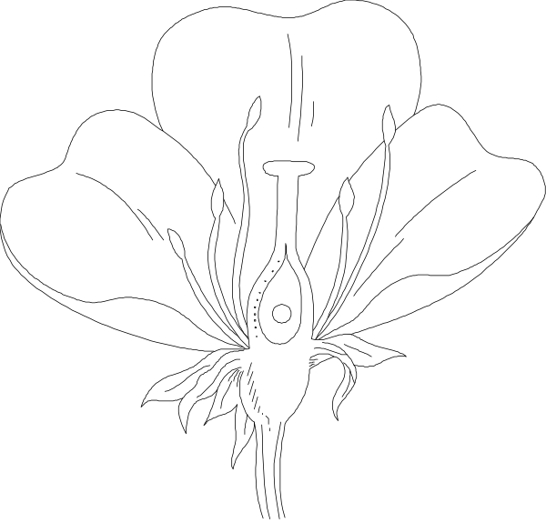 The black and white illustration shows two flowers with six petals each; a smaller flower is on top of a larger one in both images.