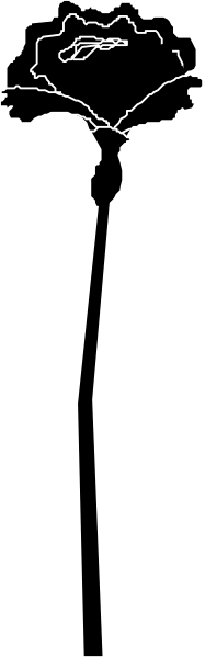 The image shows a black rose with white petals on top of a gray background that has been divided into two sections by a vertical line in shades of brown to darker tones from left to right.