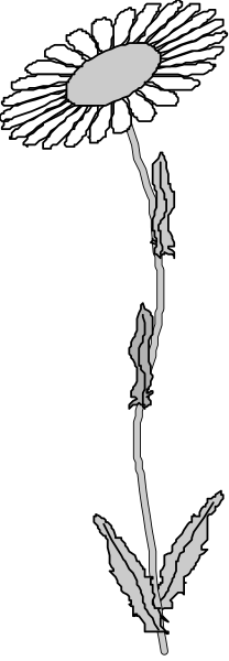 The black and white photo shows a single daisy with its stem on top of it against a gray background.