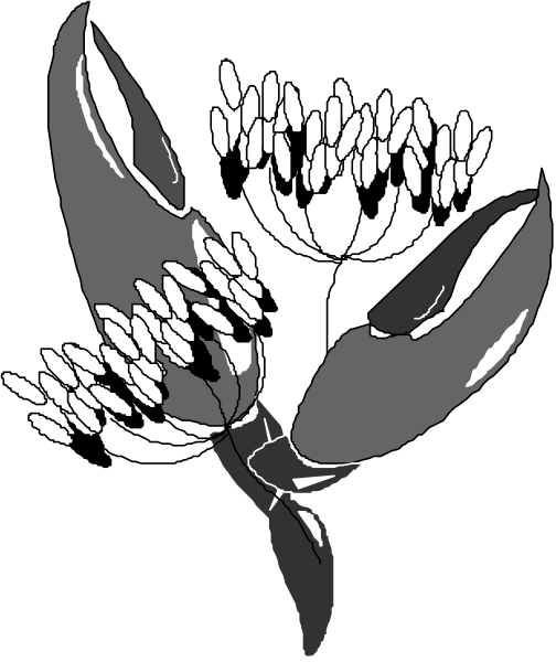The black and white illustration shows a stylized lobster with an open claw holding what appears to be small flowers in its pincer.