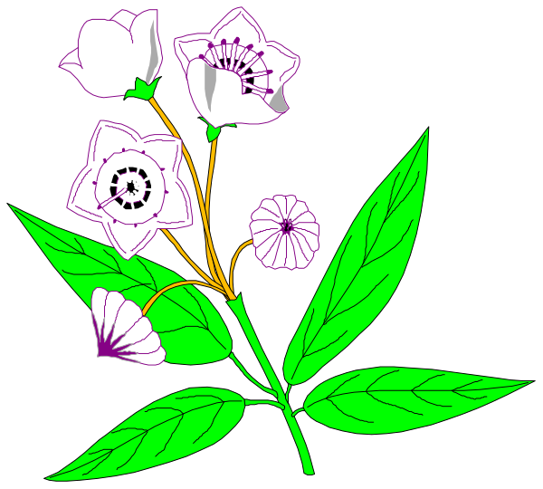 The image shows a bouquet of flowers with green leaves on them against a black background.