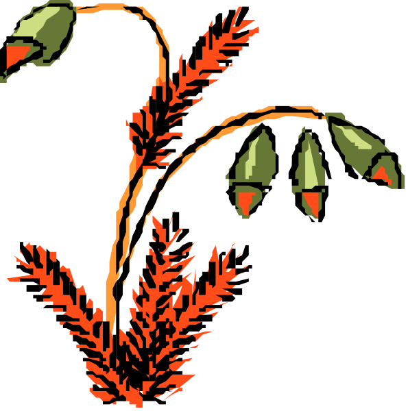 The images show a plant with red berries on it against two different backgrounds: black for the top left and white for both right side pictures.