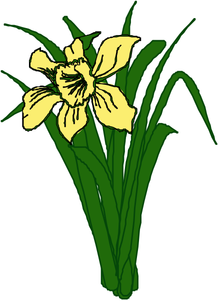 The illustration shows a single yellow daffodil with green leaves against a dark background.