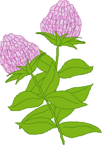 The picture shows a single purple flower with green leaves on it against a black background.