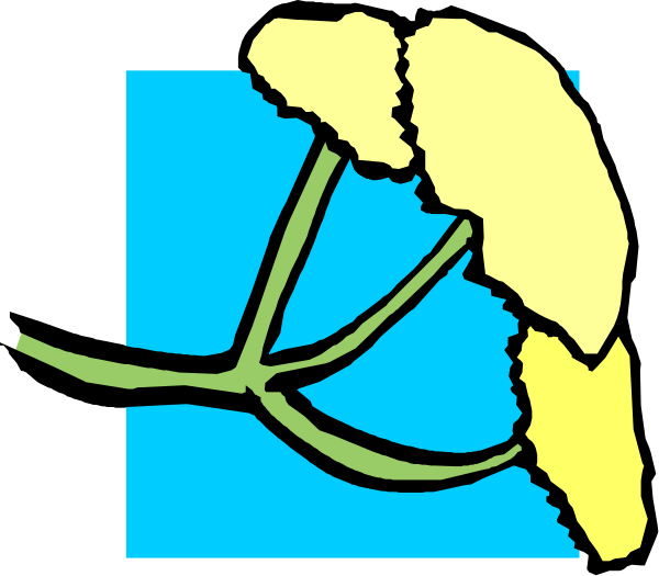 The image shows a stylized graphic of two yellow flowers with green leaves against a blue background on an electronic device screen.