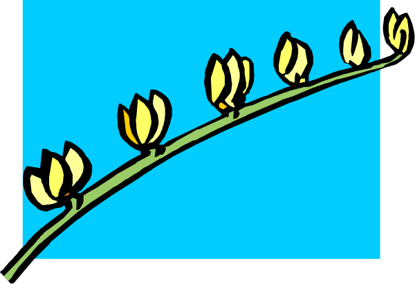 The image shows a cartoon of three yellow flowers on green stems growing along an imaginary blue line that represents a branch against a white background with no other details visible in this small clip-art picture.