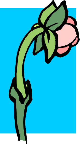 The image shows a single pink flower with green leaves on it against a blue background within an outlined square frame.