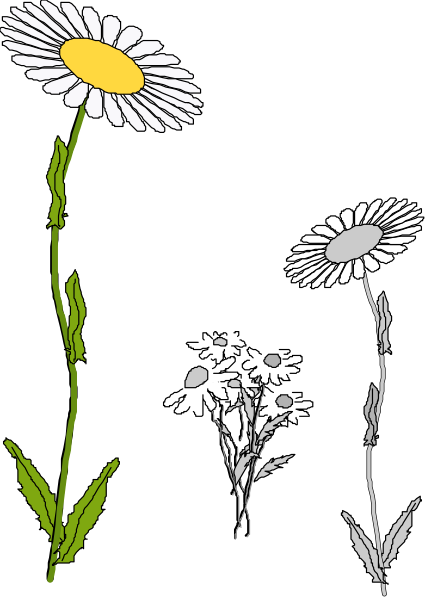 The black and white illustration shows three daisies with yellow centers: two standing tall on stems topped by green leaves in a dark background; one small flower is lying down between them.