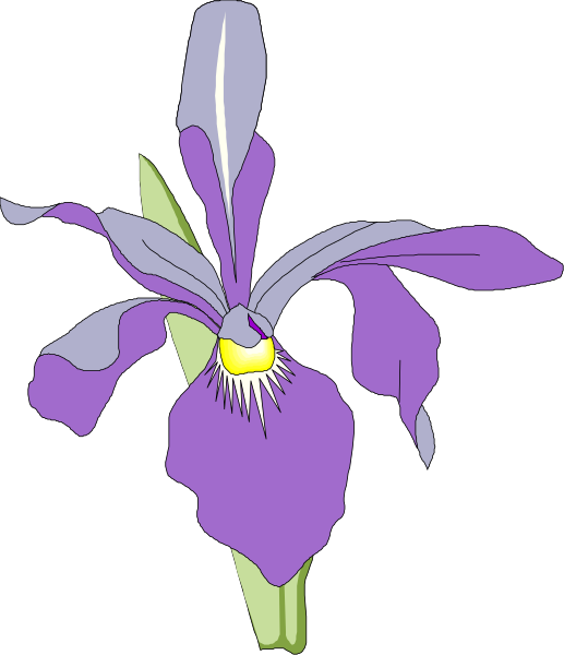 The image shows a purple iris with six petals against a black background.