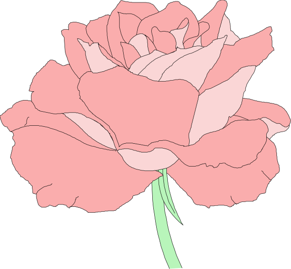 The image shows a pink rose with six petals against a black background.
