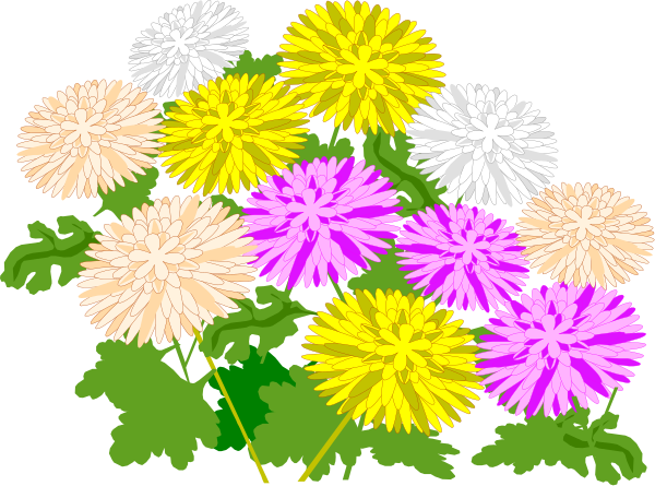 The image shows a bouquet of colorful daisies with green leaves against a black background.