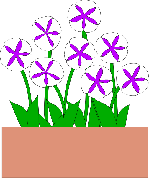 The image shows a potted plant with purple flowers growing from it against a dark background.