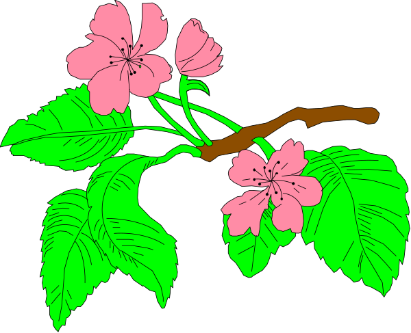 The image shows a branch with pink flowers against a black background.