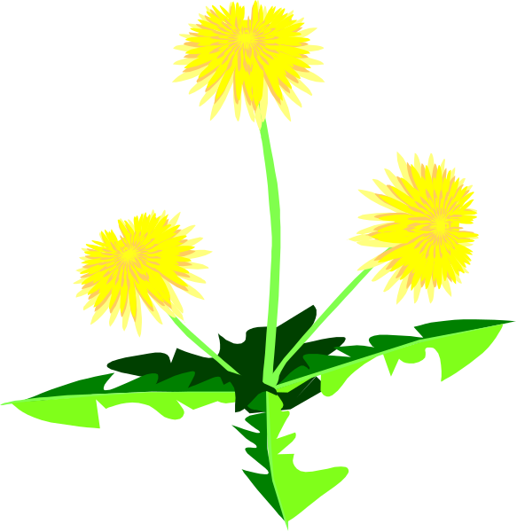 The image shows a plant with yellow flowers on top of green leaves against a black background; it is divided into two parts by an imaginary line that separates them vertically.