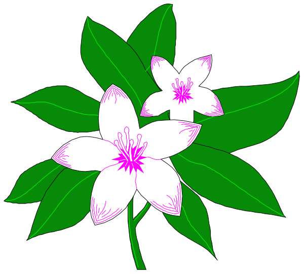 The image shows a stylized illustration of three white flowers with pink centers on green leaves against a black background.