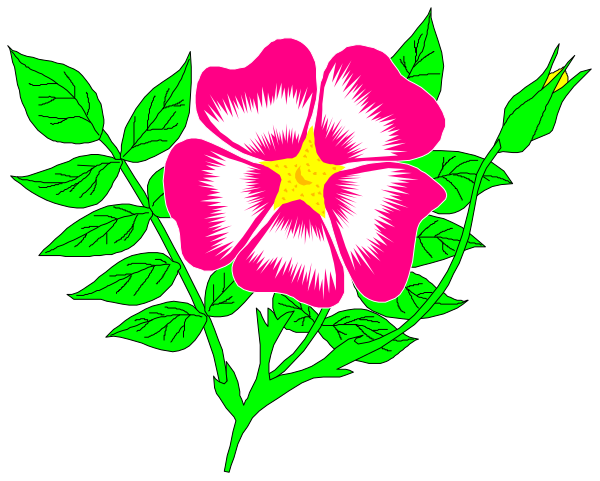 The image shows a pink flower with green leaves against a black background.