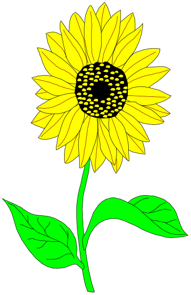 The image shows a sunflower with green leaves against a black background.