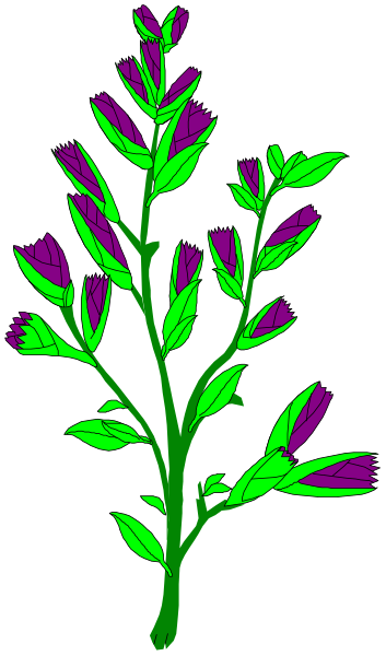The image shows a purple flower with green leaves on it against a black background.