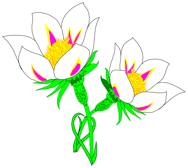 The image shows three white flowers with purple centers against a black background.