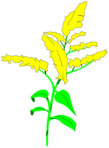 The image shows a single plant with yellow flowers against a black background.