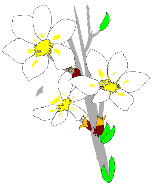 The image shows a bunch of white flowers with yellow centers on stems against a black background.