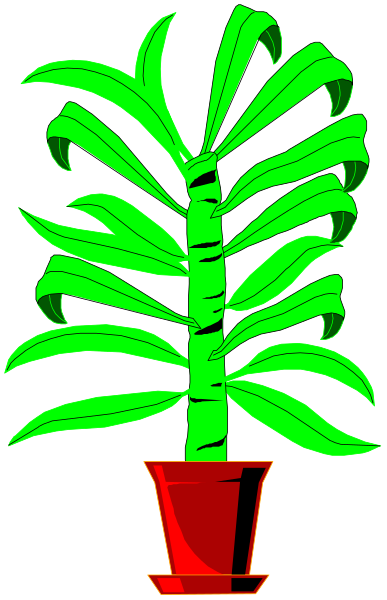 The image shows a green potted plant with long leaves inside of it against a black background.